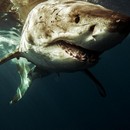 תמונת טפט כריש גדול