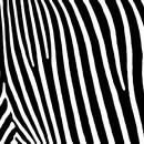 תמונת טפט זברה שחור לבן