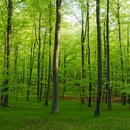 תמונת טפט יער ירוק