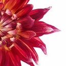 תמונת טפט פרח מגנטה חצוי