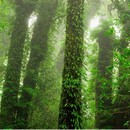 תמונת טפט יער גשם