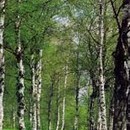 תמונת טפט שדרת עצים