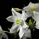 תמונת טפט פרחים לבנים