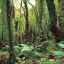 תמונת טפט יער
