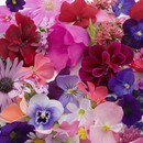 תמונת טפט פרחים ורודים-סגולים