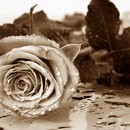 תמונת טפט ורד רענן
