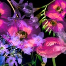 תמונת טפט פרחים פוקסיה-סגול