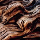 תמונת טפט גזע עץ עתיק | 24058520