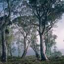 תמונת טפט יער קסום | 24058523