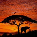 תמונת טפט שקיעה באפריקה