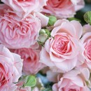 תמונת טפט ורדים | 56010051
